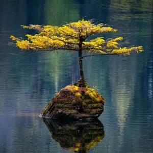 15 years of experience